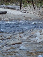 Hymenolaimus malacorhynchos