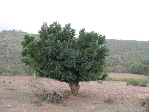 Morus nigra