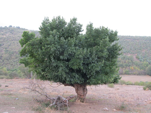 Morus nigra