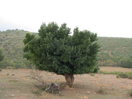 Morus nigra