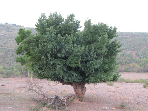 Morus nigra