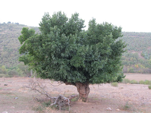 Morus nigra