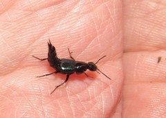 Philonthus caeruleipennis