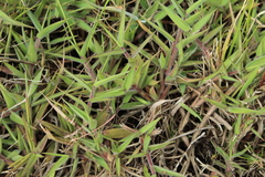 Melinis minutiflora