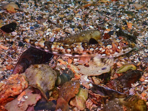 Reticulated Dragonet, Saltstraumen, Norway, photo 10 of 10