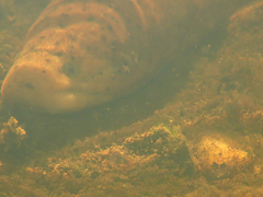 Synbranchus marmoratus