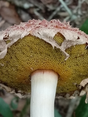 Boletellus ananas image