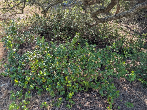 Ribes viburnifolium