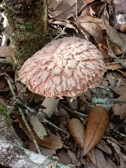 Boletellus ananas image
