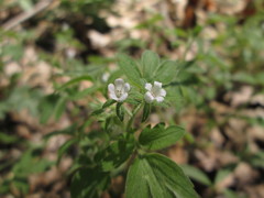 Phacelia ranunculacea