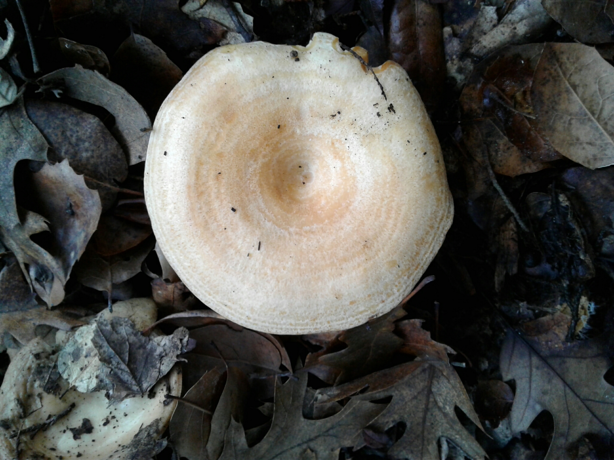 Lactarius alnicola image