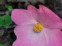 Begonia uniflora