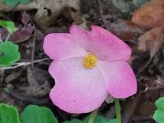 Begonia uniflora