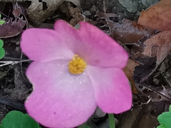 Begonia uniflora