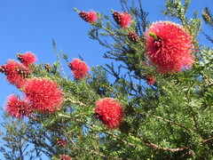 Kunzea baxteri