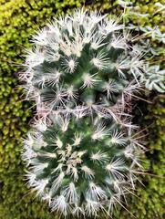 Mammillaria longiflora