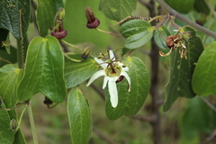Passiflora bogotensis