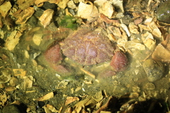 Lophopanopeus bellus image