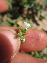 Phacelia ranunculacea