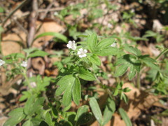 Phacelia ranunculacea