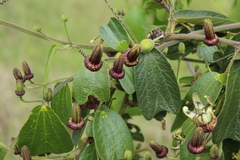 Passiflora bogotensis
