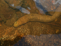 Synbranchus marmoratus