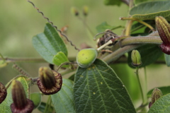 Passiflora bogotensis