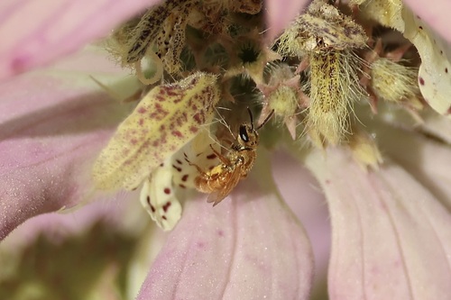 Viereck's Sweat Bee photo 6