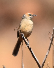 Sphenoeacus afer natalensis