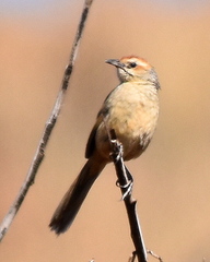 Sphenoeacus afer natalensis