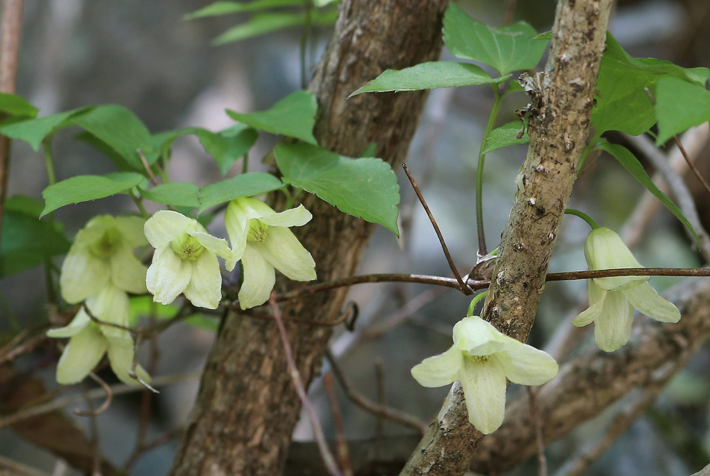 Clematis tosaensis