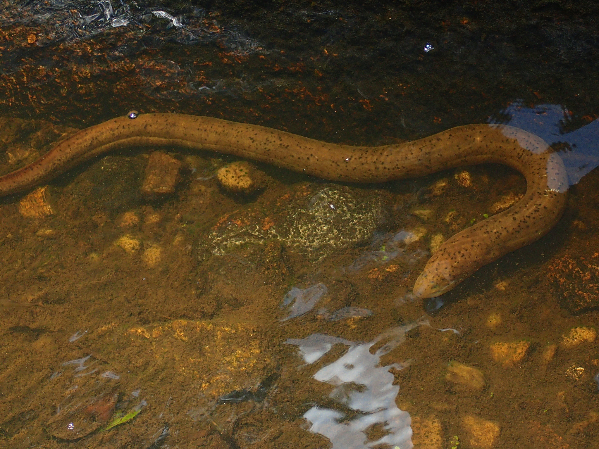 Peixes de água doce do Brasil - Mussum (Synbranchus marmoratus