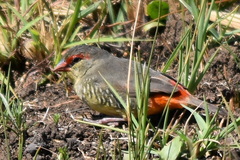 Amandava subflava clarkei