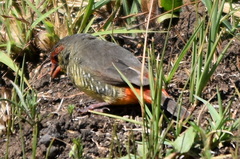 Amandava subflava clarkei