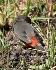 Amandava subflava clarkei