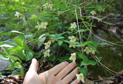 Clematis tosaensis