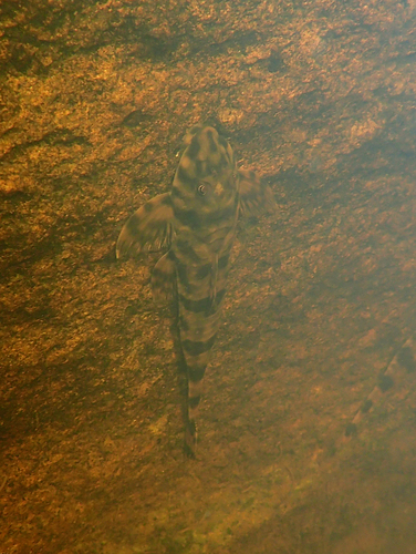 Guiana whiptail catfish (Harttia guianensis) — Loricariidae — 4