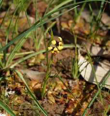 Diuris palustris