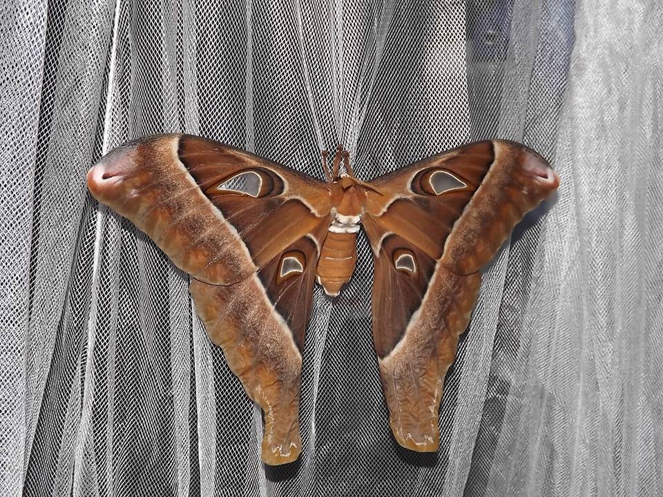 The Hercules Moth: The Moth That Doesn't Eat - Australian