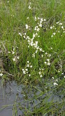 Cardamine penduliflora