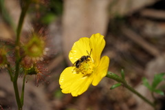 Ranunculus pachycarpus