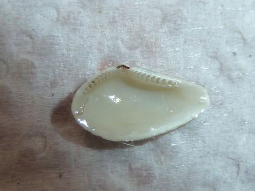 Nuculana minuta, 2016-06-08