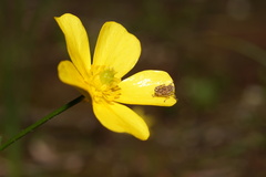 Ranunculus pachycarpus