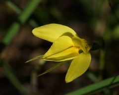 Diuris chryseopsis