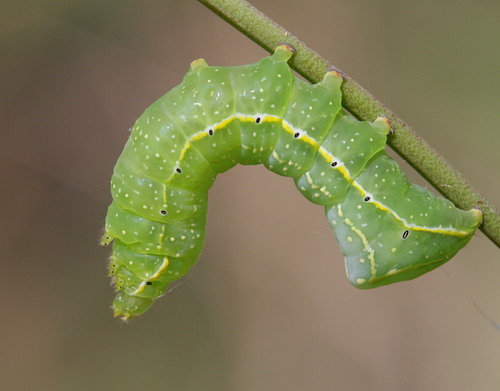 American Copper Underwing