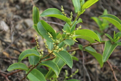 Muehlenbeckia tamnifolia