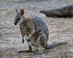 Notamacropus eugenii