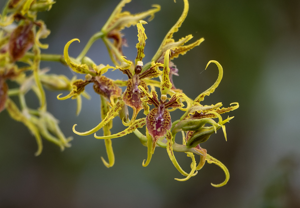 Cyrtochilum loesenerianum