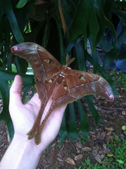 Coscinocera hercules