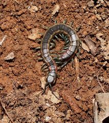 Scolopendra laeta